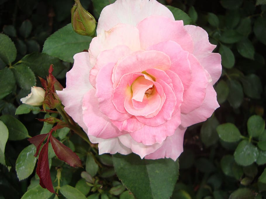 rosa, flower, red, flowering plant, petal, fragility, vulnerability HD wallpaper