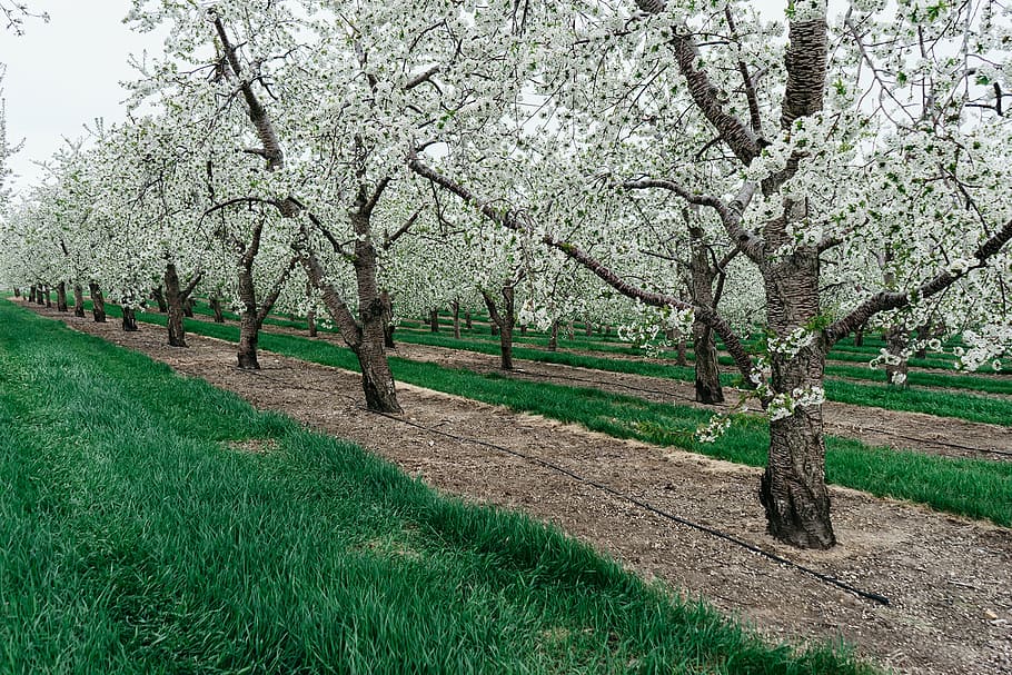 blossoms, trees, nature, springtime, season, outdoors, branch HD wallpaper
