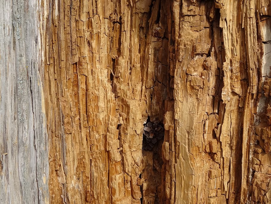 log, inner, annual rings, wood - Material, backgrounds, plank HD wallpaper