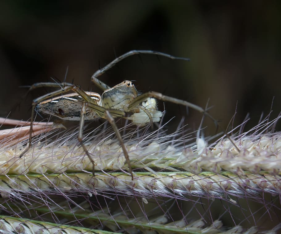 spider, macro, insect, animal, bug, nature, wildlife, arachnid HD wallpaper