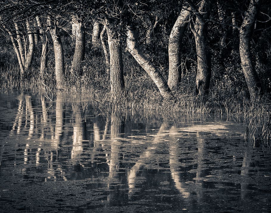 grayscale photo of swamp, trees, reflection, nature, water HD wallpaper