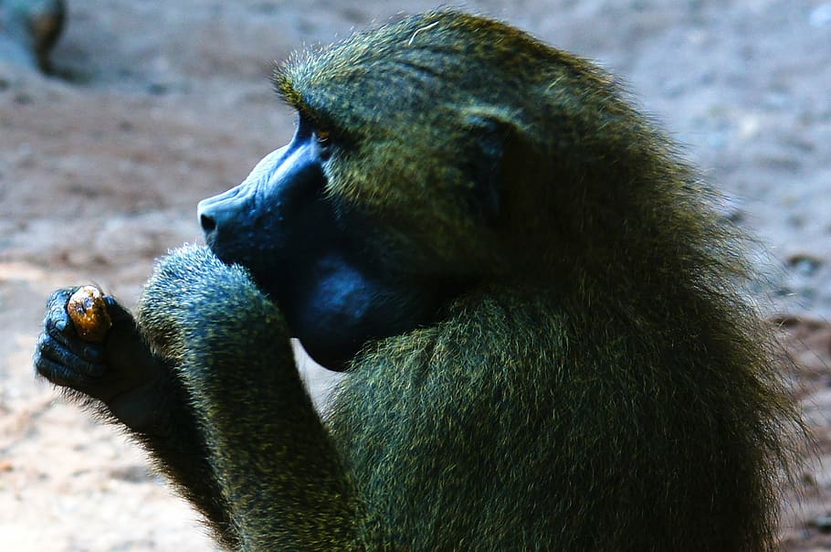 baboon, monkey, animals, nature, animal wildlife, animals in the wild HD wallpaper