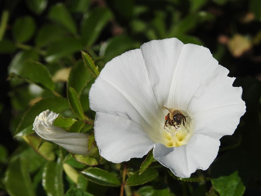 honey bee perching on white flower in close-up photography HD wallpaper