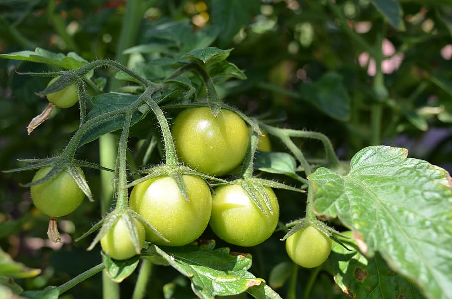 tomato, summer, vegetable, harvest, organic, green, nature HD wallpaper