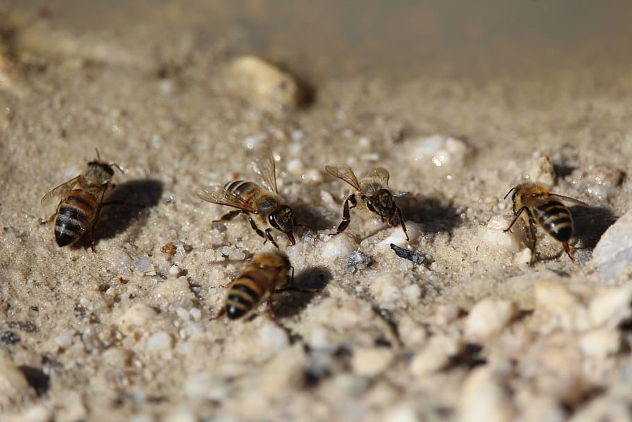 bees, honey, drink, insect, animal wildlife, animals in the wild HD wallpaper