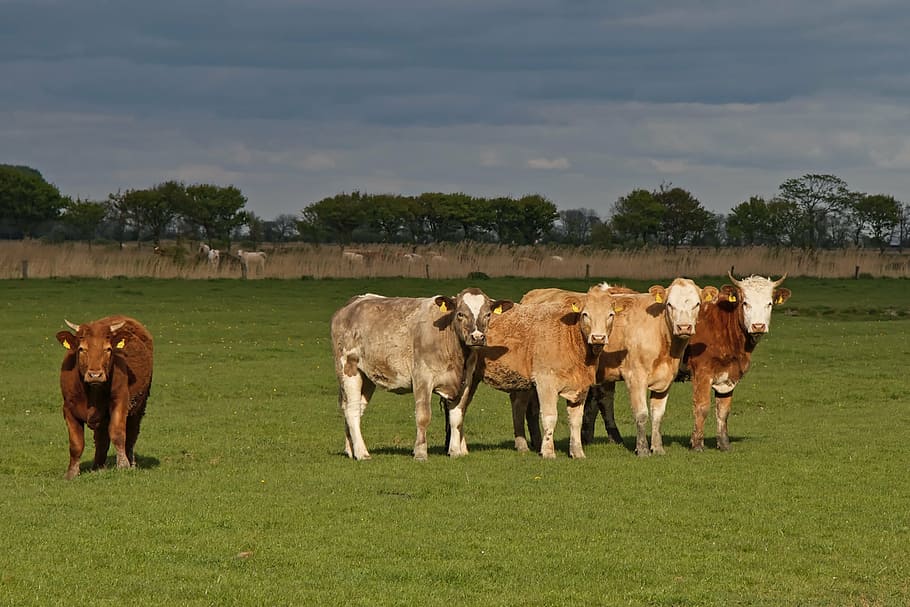 cops, cattle, pasture, coupling, cow, agriculture, farm, rural Scene HD wallpaper