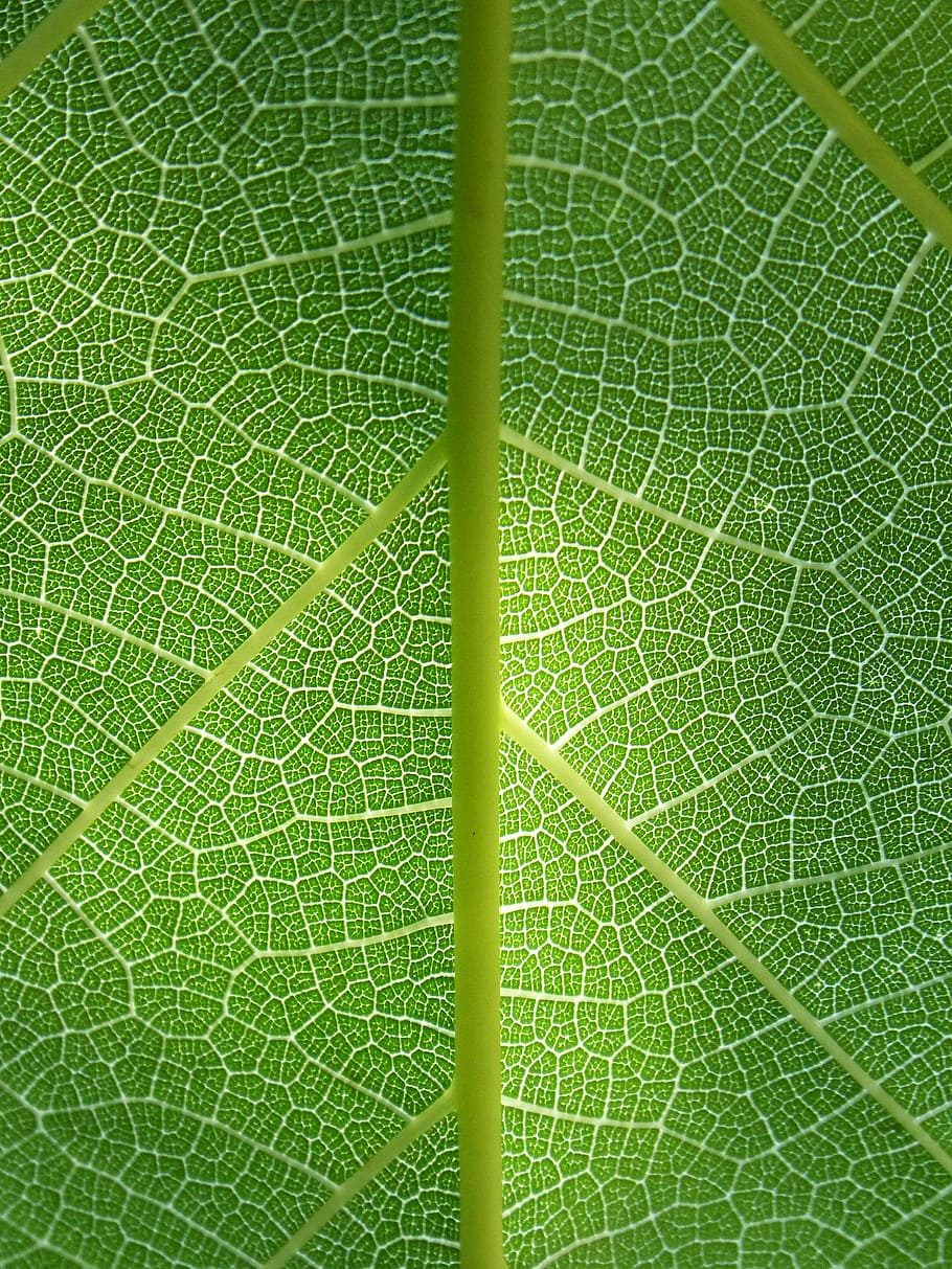 close-up photo of green leafed plant, plant background, ramifications HD wallpaper