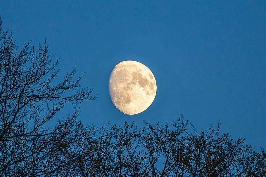 photography of moon during night time, month, great, sky, trees HD wallpaper