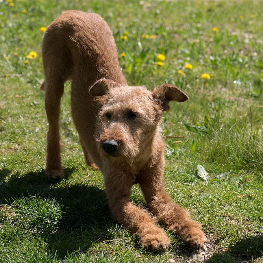 brown poodle puppy, Dog, Irish Terrier, Yoga, one animal, grass