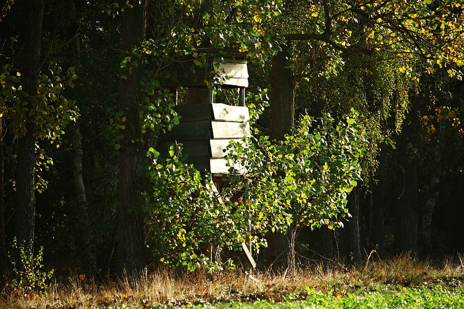 perch, ansitz, hunter seat, forest, lauer, hunter was, hidden HD wallpaper
