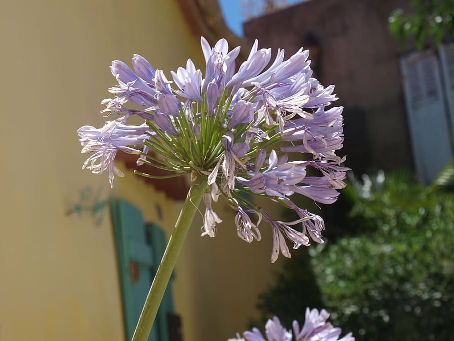 flower, purple, close, flowering plant, vulnerability, fragility HD wallpaper