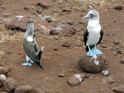 white and black bird standing of rock, birds, blue, footed HD wallpaper