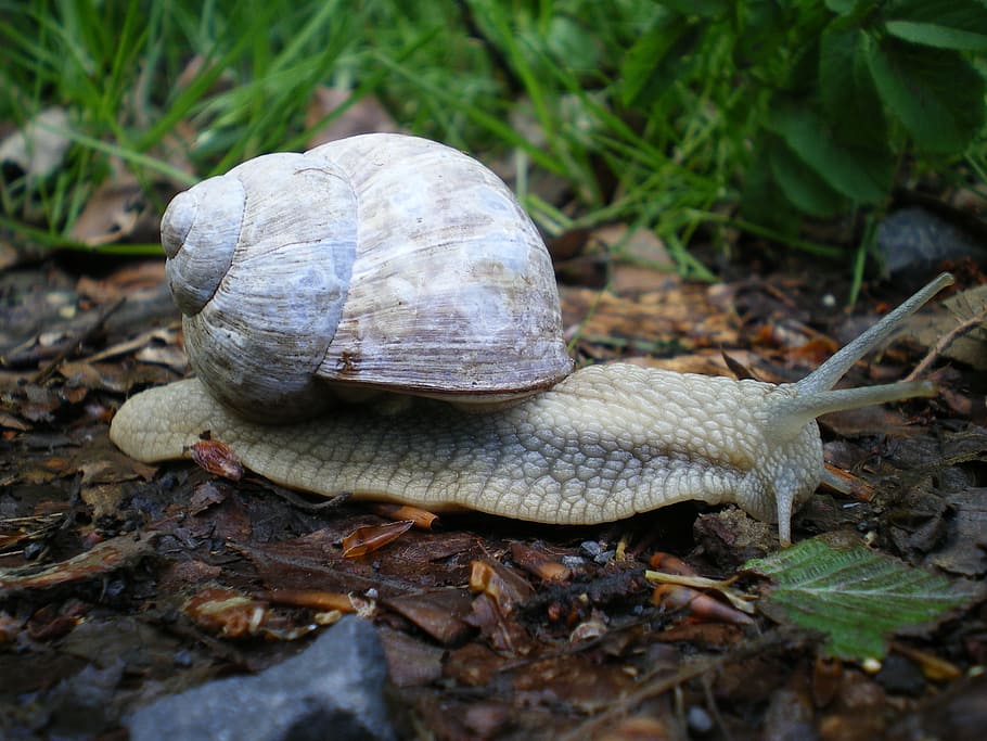 Snail, Shell, Gastropod, gastropoda, mollusk, bauchfuesser, HD wallpaper