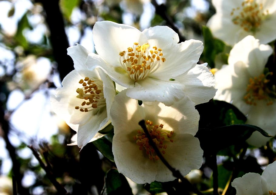 blossoms, fruit, white, delicate, dainty, stamen, yellow, detail HD wallpaper