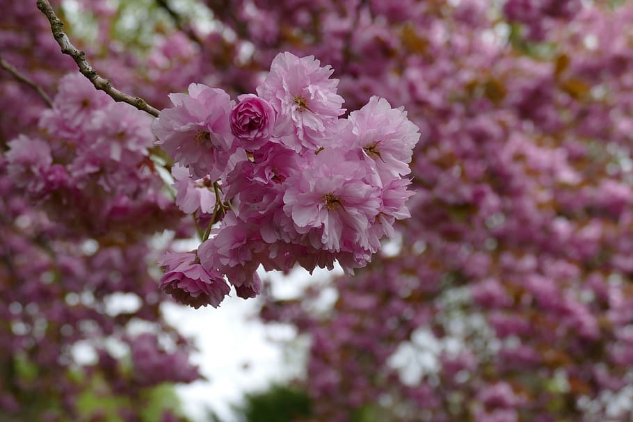 flowers, trees, cherry blossom, spring, garden, park, branches HD wallpaper