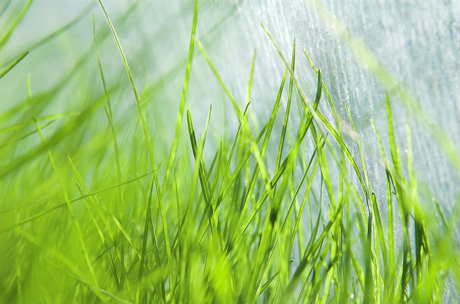 close-up photography of green grass, fresh, dew, drops, water HD wallpaper