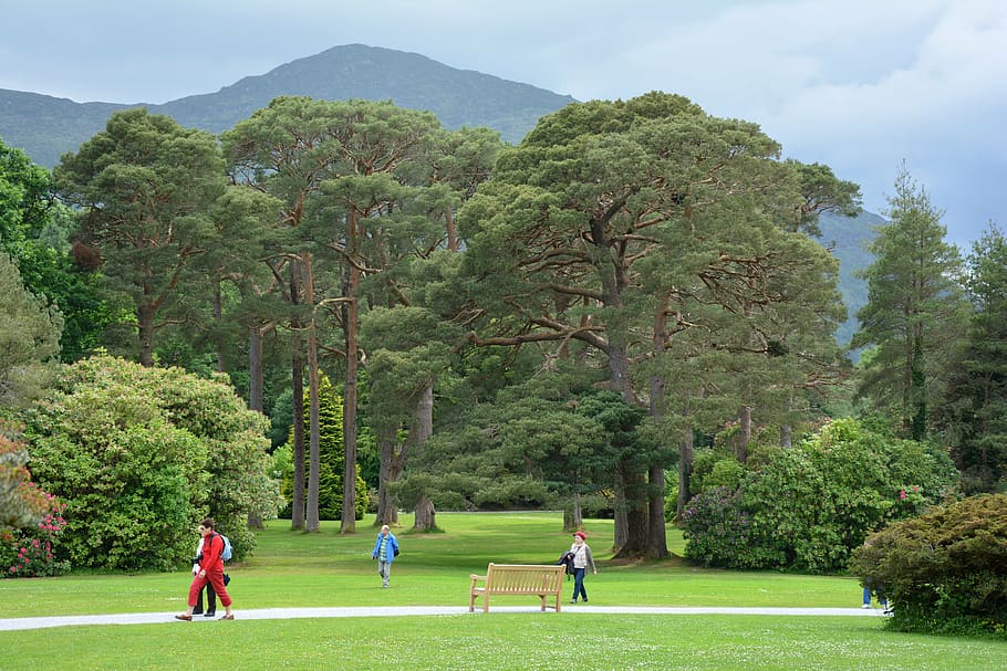 trees, old, old tree, park, away, passers by, ireland, killarney national park HD wallpaper