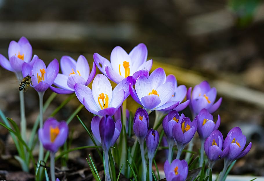 purple petaled flowers, crocus, spring, bee, early bloomer HD wallpaper