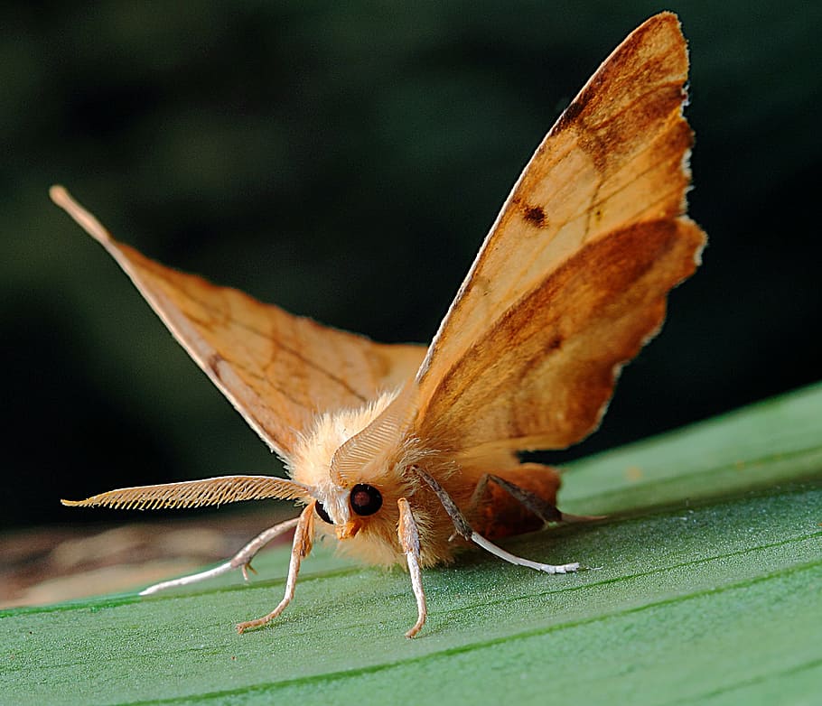ground moth on green leaf, macro, lepidoptera, british, nature HD wallpaper