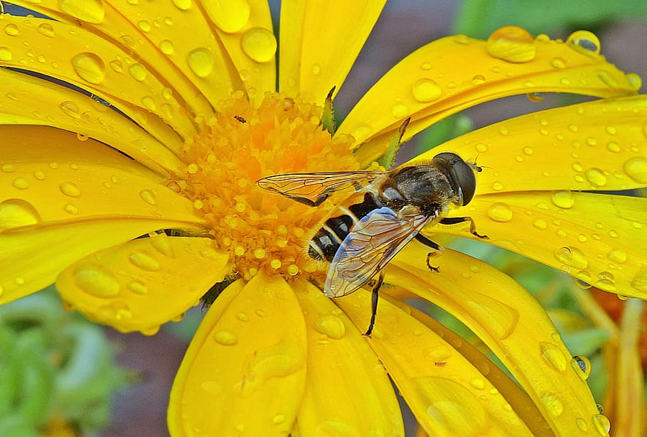 hoverfly perched on yellow petaled flower, dung fly, insect HD wallpaper