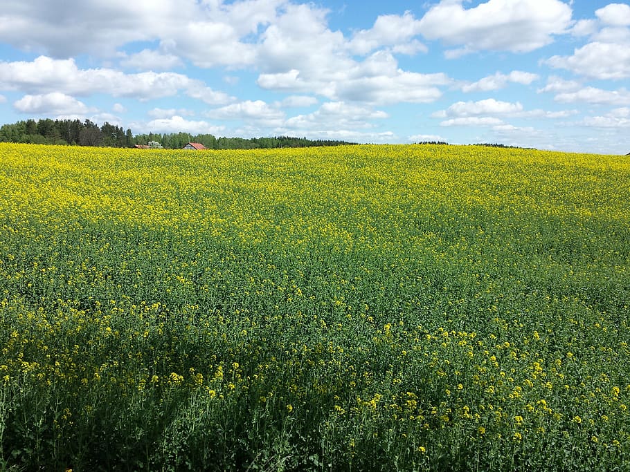 rapeseed, meadow, summer, oilseed Rape, nature, agriculture HD wallpaper