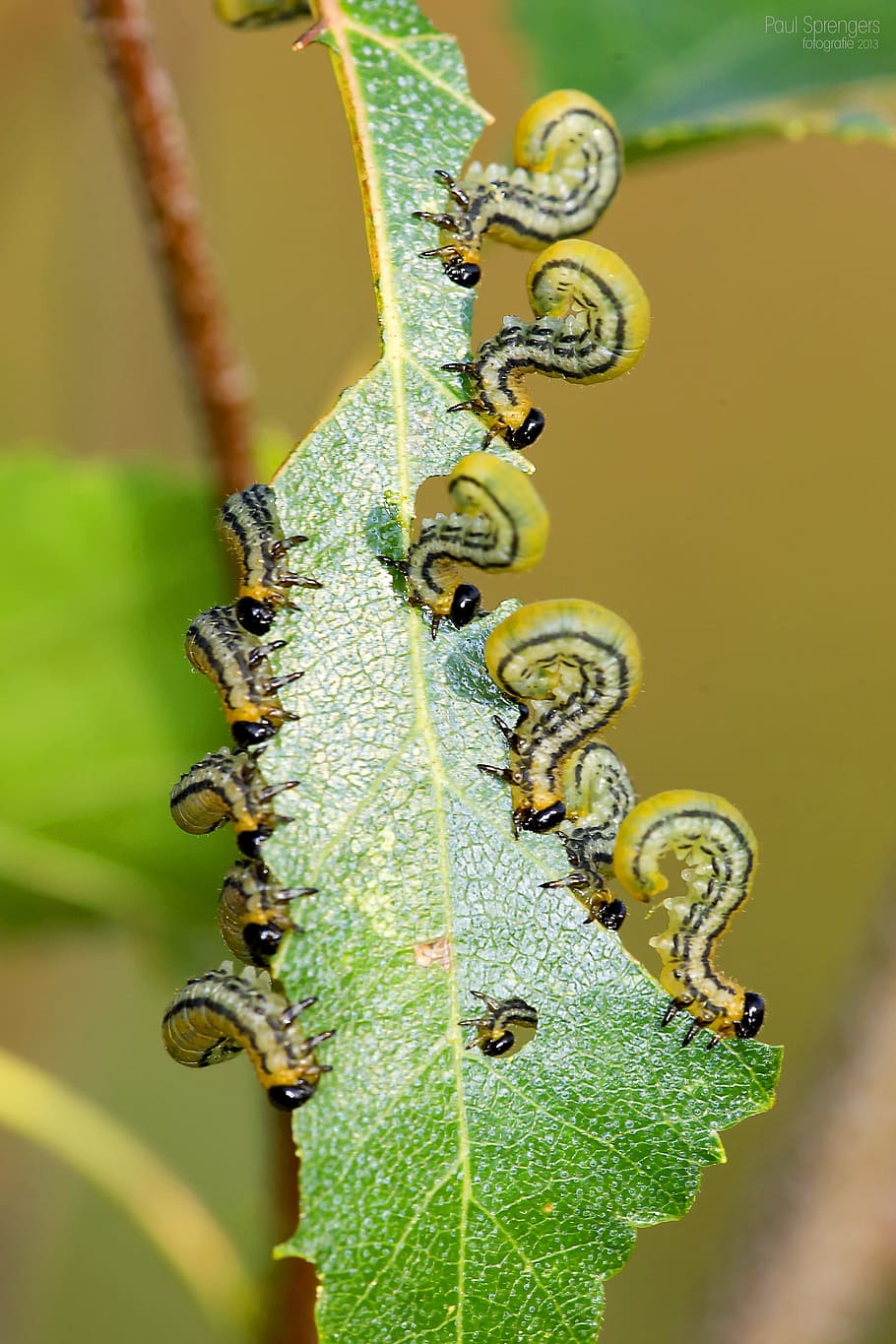 Macro, Caterpillar, Bug, Close Up, insects, nature, yellow HD wallpaper