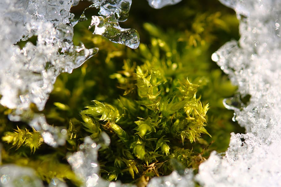 moss, ice, winter, nature, plant, selective focus, close-up HD wallpaper