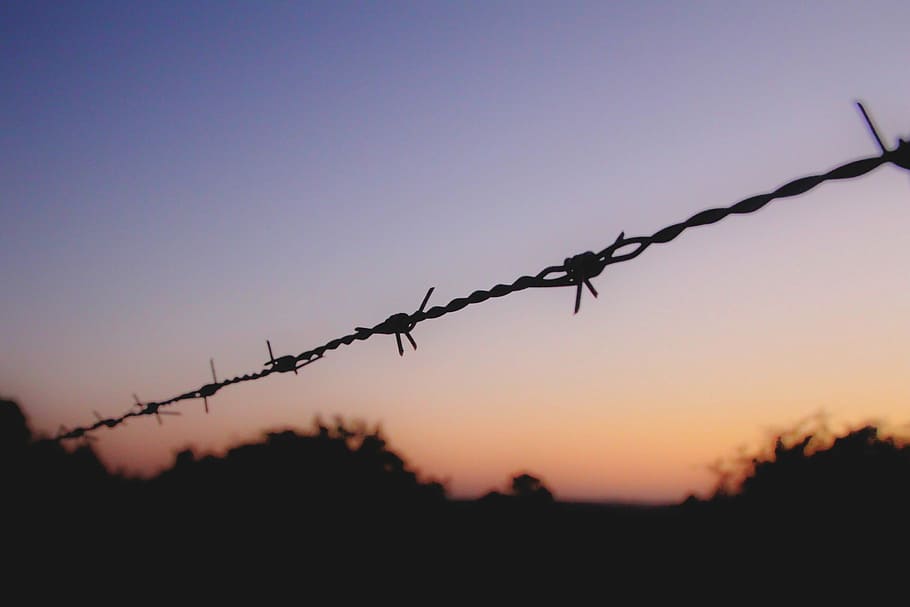 freedom, silhouette of black barb wire, barbed wire, tree, sunset HD wallpaper