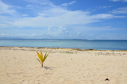 yellow and green plant by the beach, fiji, sea, water, land HD wallpaper
