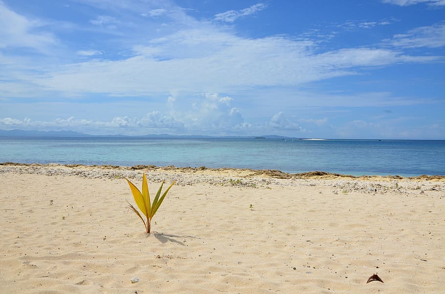 yellow and green plant by the beach, fiji, sea, water, land HD wallpaper