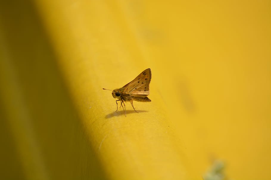 moth, insect, nature, bug, invertebrate, animal wildlife, animal themes HD wallpaper