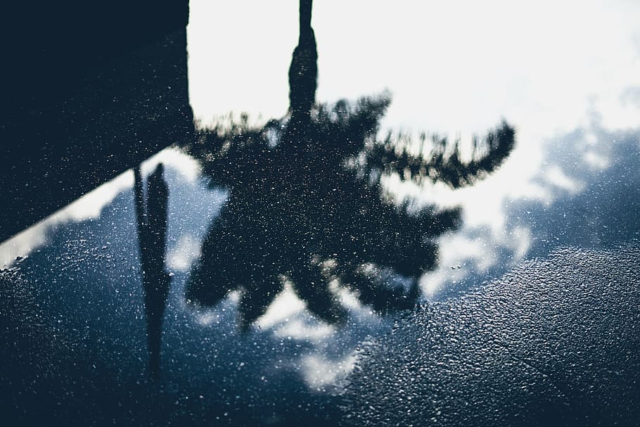 water reflecting leafed tree during daytime, road, reflection HD wallpaper