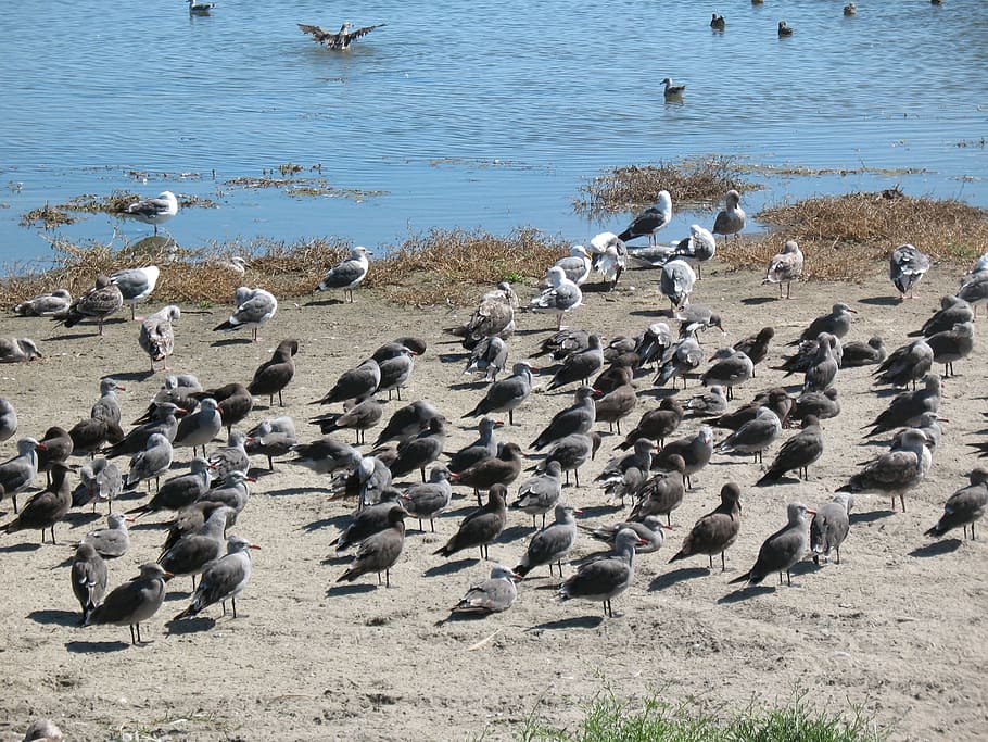 Seagulls, Flock, Beach, Bird, Fly, Wings, feather, wildlife HD wallpaper