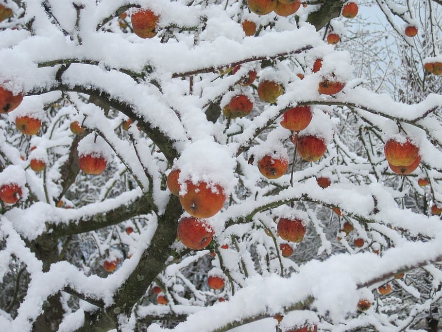 apple tree, snow, red, white, winter, nature, cold, snow landscape HD wallpaper