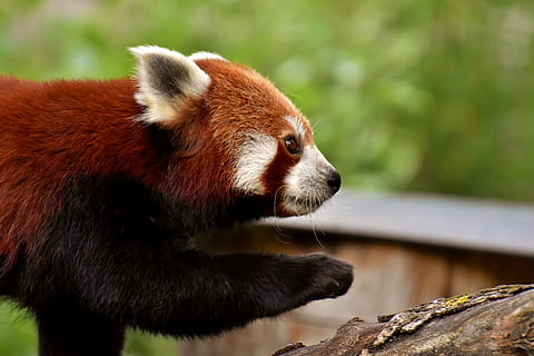 panda-red-panda-bear-cat-fire-fox-thumbnail.jpg