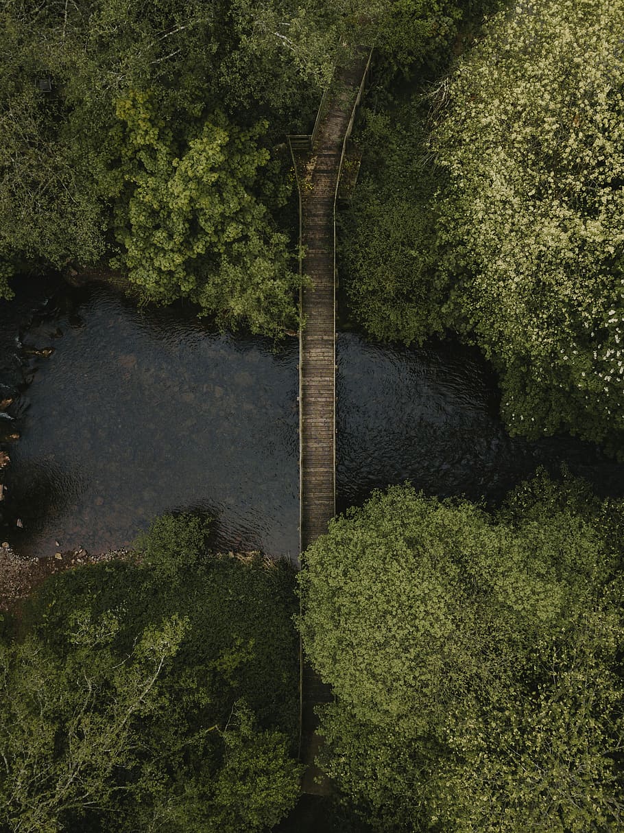 bird's eye view of wooden foot bridge, forest, tree, aerial view HD wallpaper