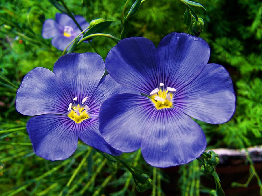 Cornflower, Blue, Blue Flower, Spring, spring flower, nature HD wallpaper