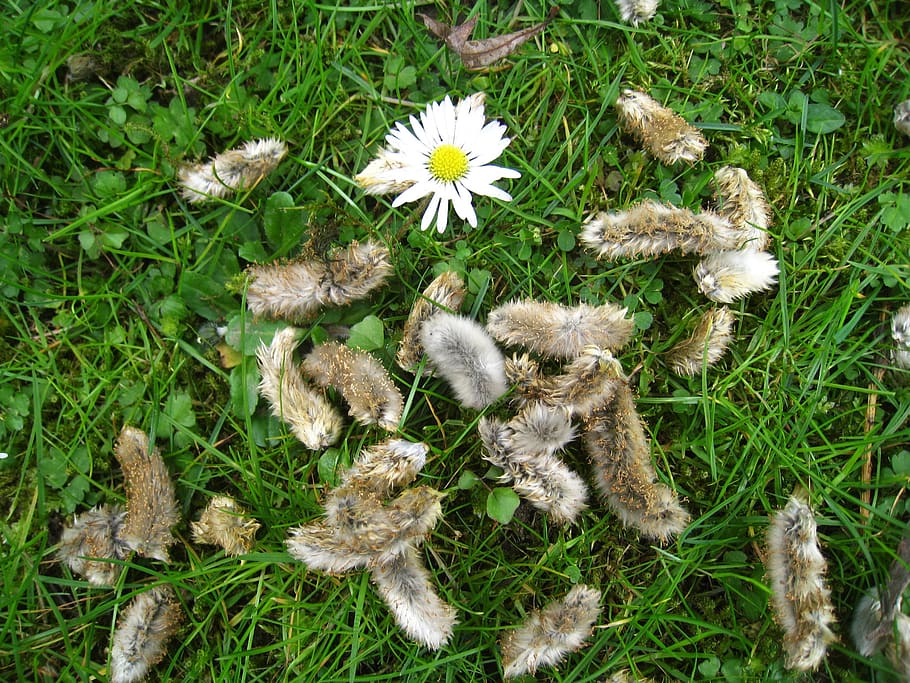 spring meadow, willow catkin, daisy, lenz, season, kitten, salix, HD wallpaper