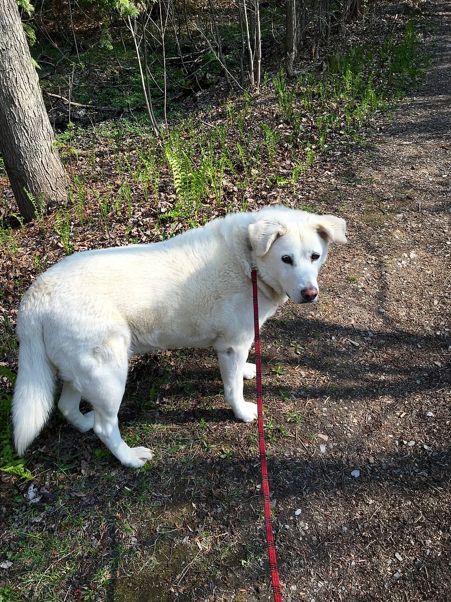 Dog, Path, Nature, Walk, pets, domestic animals, one animal HD wallpaper