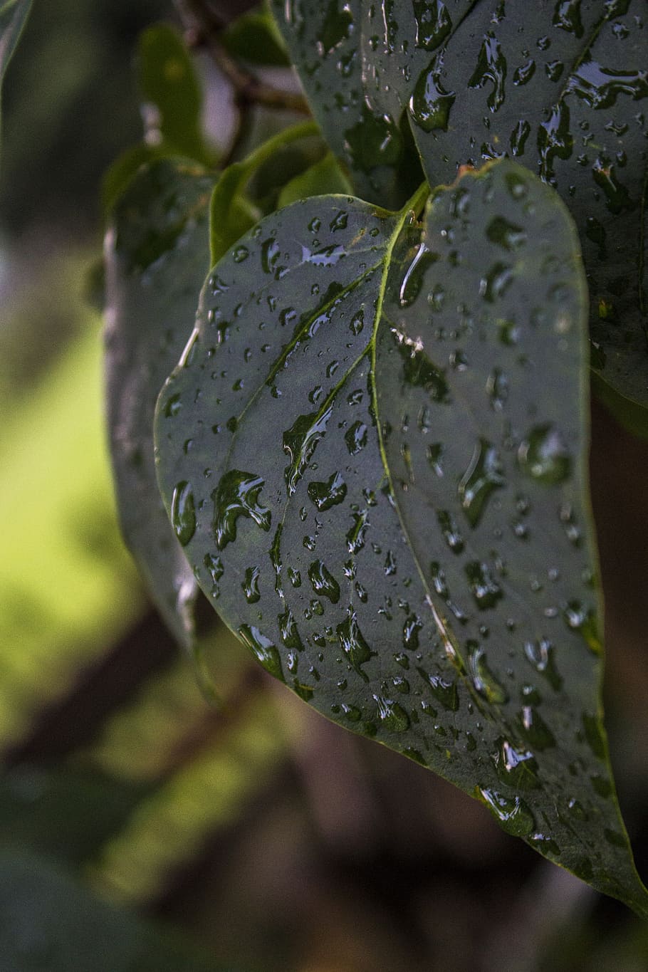 leaf, wet, rain, raindrop, leaves, green, water, drop of water HD wallpaper