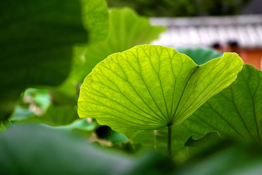 lotus leaf, nature, plants, greenness, blue, underwater plants HD wallpaper