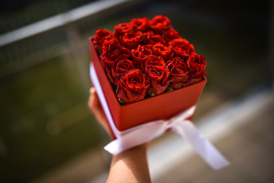 flowers, rose, red, flowering plant, rose - flower, beauty in nature HD wallpaper