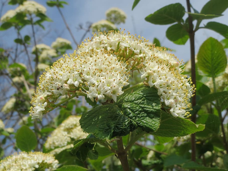 Image of Viburnum lantana silhouette