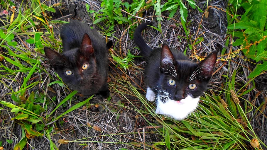 kitten, cat, pets, nature, friendly, tabby, calm, animal, domestic cat HD wallpaper