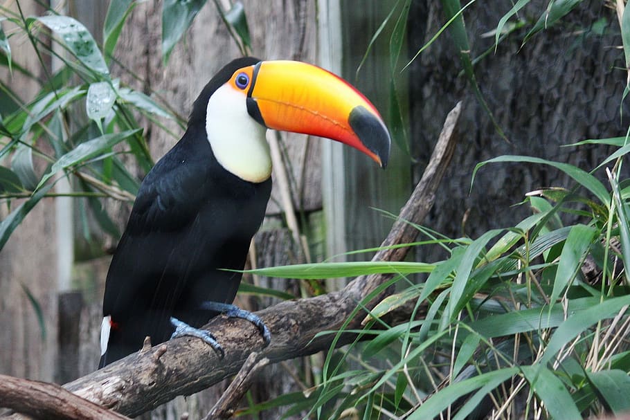 toucan on top of tree branch, bird, jungle, zoo, exotic, beak, HD wallpaper