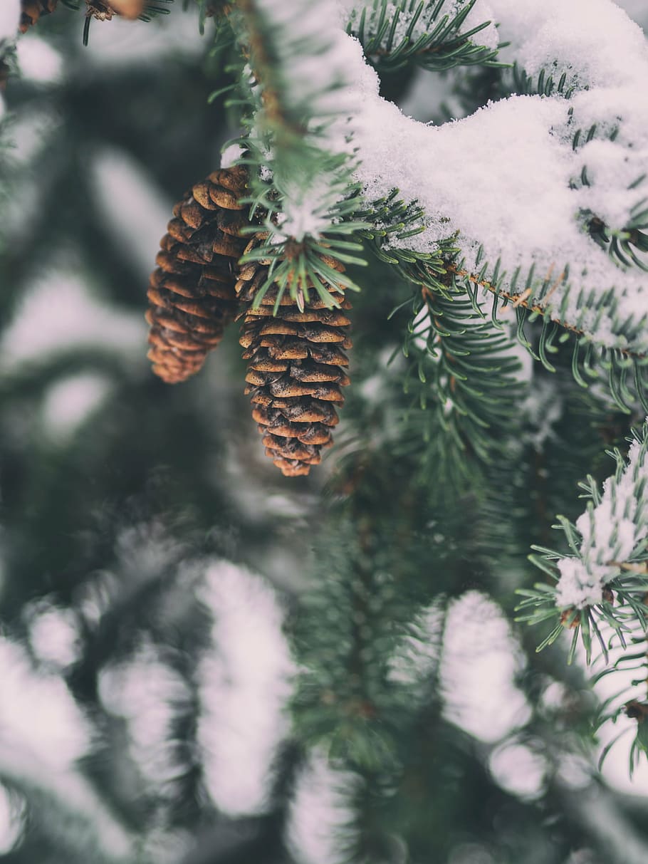 selective focus photography of brown pinecones, snow, winter HD wallpaper