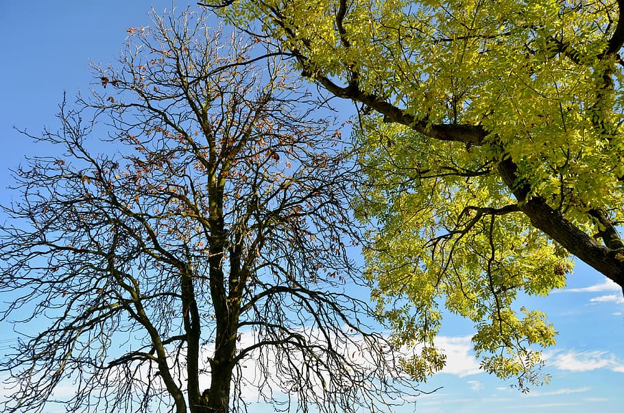 autumn, trees, bare, nature, branch, the crown of the tree HD wallpaper