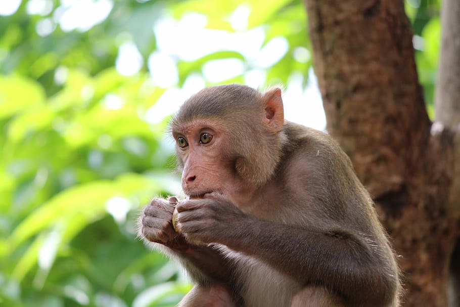 monkey holding fruit, closeup, blurred background, forest, baboon HD wallpaper