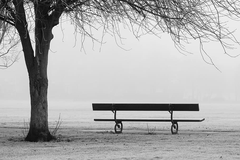 grayscale photo of empty bench near tree, autumn, fall, fog, foggy