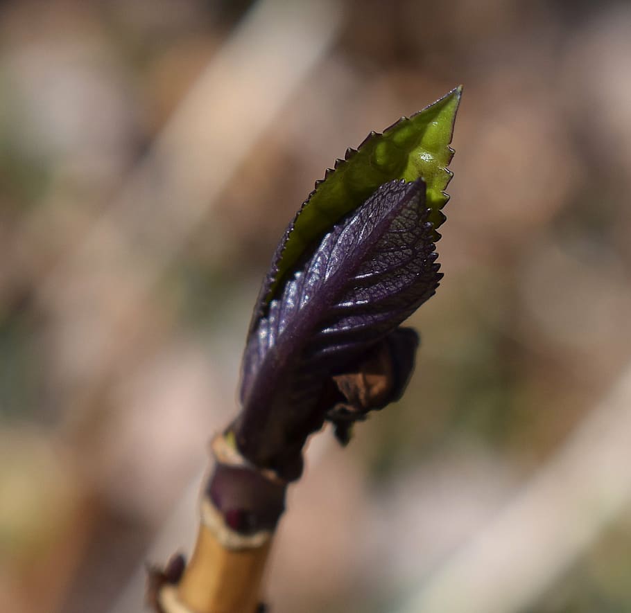 new hydrangea leaves, plant, garden, nature, springtime, purple